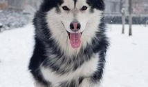 阿拉斯加雪橇爆料視頻,獨(dú)家爆料視頻帶你領(lǐng)略極限運(yùn)動風(fēng)采