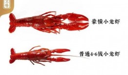 爆料戶外小龍蝦視頻播放,視頻曝光烹飪?nèi)^程，網(wǎng)友直呼過癮！