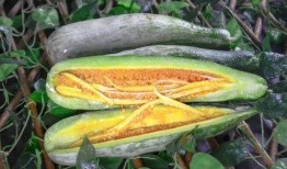 網(wǎng)紅吃瓜種草視頻,揭秘?zé)衢T美食背后的秘密